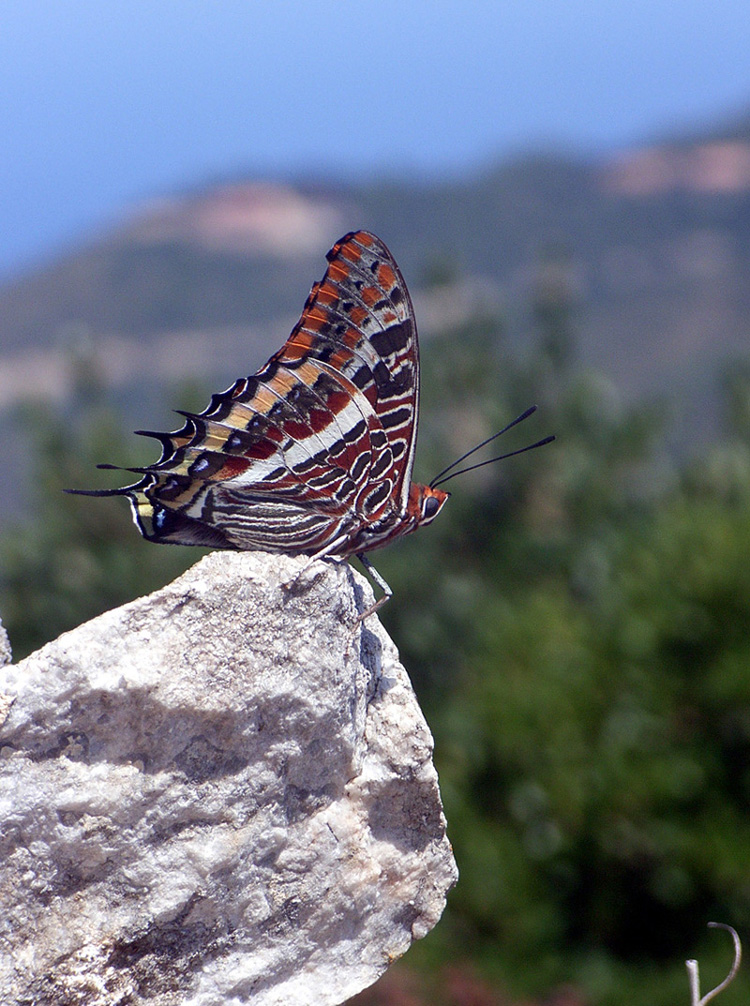 monte agentario